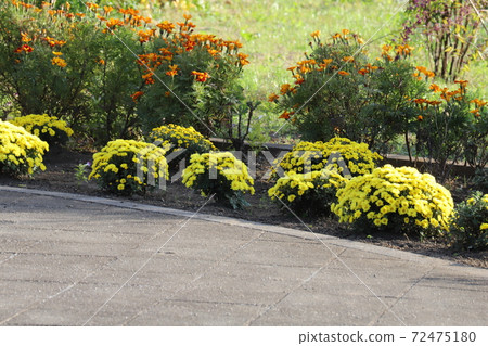 Yellow flowers of potmum blooming in the autumn flowerbed Yellow flowers of potmum blooming in the autumn flowerbed 72475180