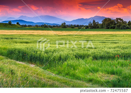 Wheat field at the sunset,Transylvania,Romania,Europe Wheat field at the sunset,Transylvania,Romania,Europe 72475587