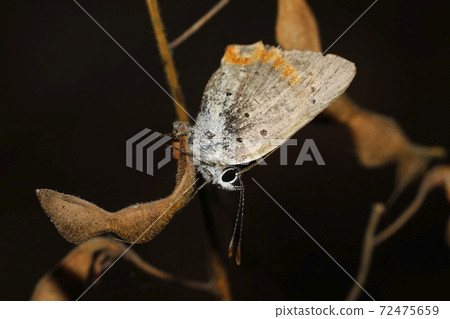 Bennisimi Bennisimi 72475659