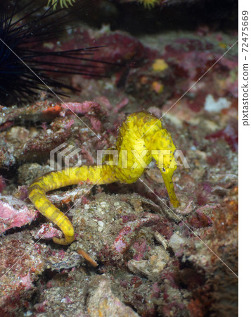 Yellow tiger tail seahorse standing on crushed stone (Mergui Archipelago, Myanmar) 72475669
