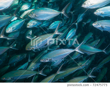 Mabutashima Aji(泰國王國素林群島Richeryu岩)的羊群 Mabutashima Aji(泰國王國素林群島Richeryu岩)的羊群 72475773