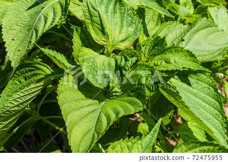 Perilla leaves rich in omega 3 Stock Photo 72475955 PIXTA