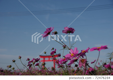 Cosmos and torii Cosmos and torii 72476284