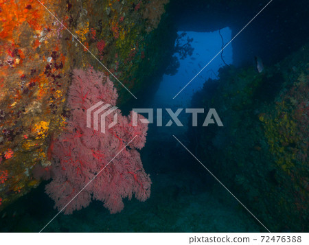 Oisobana growing in the shade of rocks (Similan Islands, Kingdom of Thailand) Oisobana growing in the shade of rocks (Similan Islands, Kingdom of Thailand) 72476388