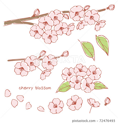 Handwritten style cherry blossoms, cherry tree branches 72476493