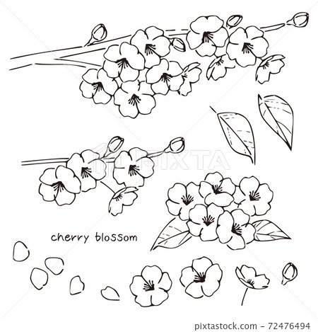 Handwritten style cherry blossoms, cherry tree branches 72476494