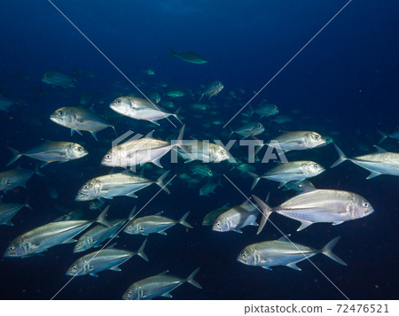 Bigeye trevally (Mergui Archipelago, Myanmar) 72476521