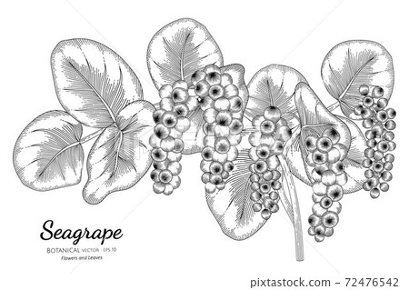 Seagrape fruit hand drawn botanical illustration with line art on white backgrounds. Seagrape fruit hand drawn botanical illustration with line art on white backgrounds. 72476542