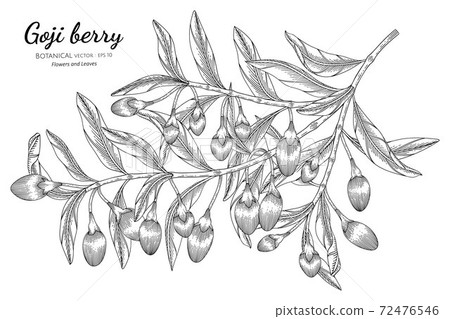 Goji berry fruit hand drawn botanical illustration with line art on white backgrounds. 72476546