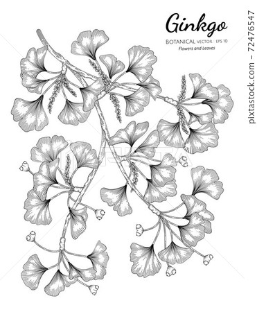 Ginkgo hand drawn botanical illustration with line art on white backgrounds. 72476547