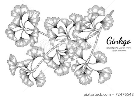 Ginkgo hand drawn botanical illustration with line art on white backgrounds. 72476548