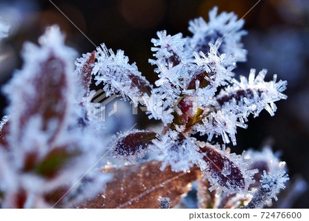 Frost flower Frost flower 72476600