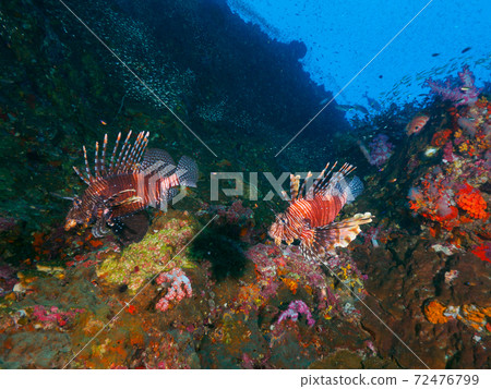 Red lionfish swimming in a coral reef (Richeryu Rock, Surin Islands, Kingdom of Thailand) 72476799