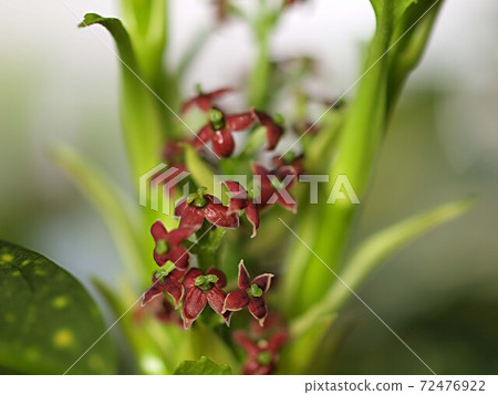 Laurel flower up Laurel flower up 72476922