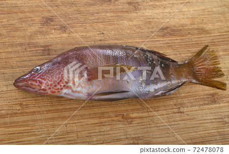 labrus bergylta in studio labrus bergylta in studio 72478078