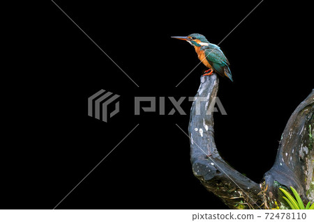 Female kingfisher staying on a tree black background 72478110