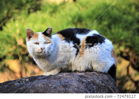 Cute stray cat Cute stray cat 72478117