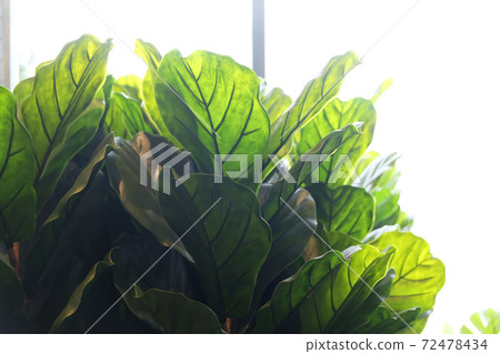 Fiddle leaf fig trees. Artificial potted plant in home. 72478434