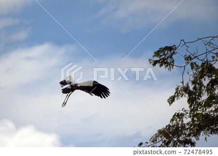 One of open billed stork bird flying on the air with blue sky and white cloud background. 72478495