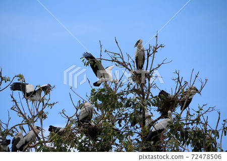 Flock of open billed stork bird perch and winged at the tree on blue sky and white cloud background. 72478506