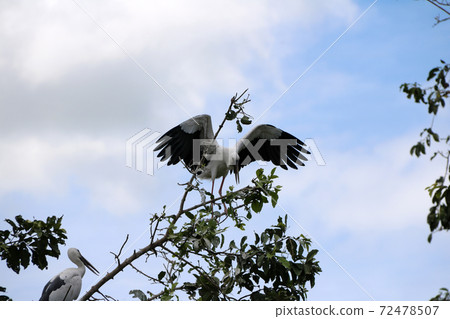 A flock of open billed stork bird perch and winged at the tree on blue sky 72478507
