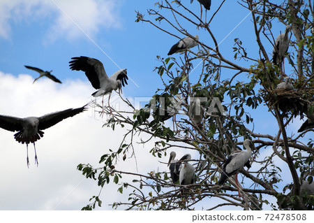 A flock of open billed stork bird perch and winged at the tree on blue sky A flock of open billed stork bird perch and winged at the tree on blue sky 72478508