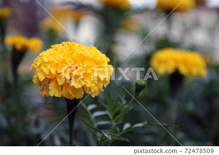 Yellow marigold blossom on the green tree, it is a plant of the daisy family, typically with yellow Yellow marigold blossom on the green tree, it is a plant of the daisy family, typically with yellow 72478509