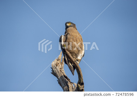 Crested Serpent Eagle or Spilornis cheela perched on dead tree trunk with blue sky background during jungle safari at dhikala zone of jim corbett national park ramnagar uttarakhand india Crested Serpent Eagle or Spilornis cheela perched on dead tree trunk with blue sky background during jungle safari at dhikala zone of jim corbett national park ramnagar uttarakhand india 72478596