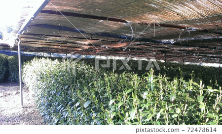 A tea plantation landscape of tea plants shaded in a famous production area of Gyokuro tea in Shizuoka prefecture. A tea plantation landscape of tea plants shaded in a famous production area of Gyokuro tea in Shizuoka prefecture. 72478614