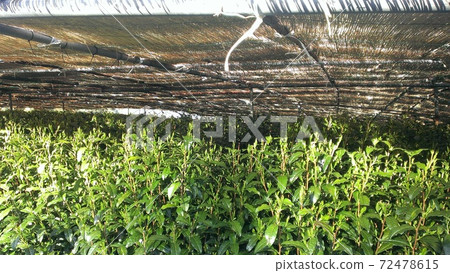 A tea plantation landscape of tea plants shaded in a famous production area of Gyokuro tea in Shizuoka prefecture. 72478615
