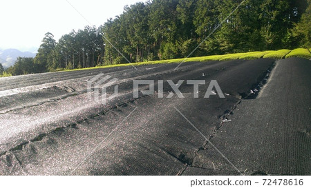 A tea plantation landscape that is being "covered" in a famous production area of Gyokuro tea in Shizuoka prefecture. A tea plantation landscape that is being "covered" in a famous production area of Gyokuro tea in Shizuoka prefecture. 72478616