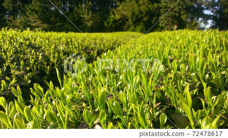 A close-up view of tea leaves in a famous production area of Gyokuro tea in Shizuoka prefecture. A close-up view of tea leaves in a famous production area of Gyokuro tea in Shizuoka prefecture. 72478617