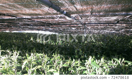A tea plantation landscape of tea plants shaded in a famous production area of Gyokuro tea in Shizuoka prefecture. 72478618