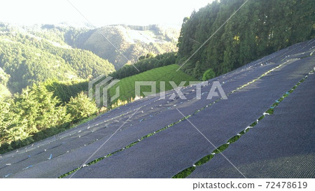 A tea plantation landscape that is being "covered" in a famous production area of Gyokuro tea in Shizuoka prefecture. 72478619