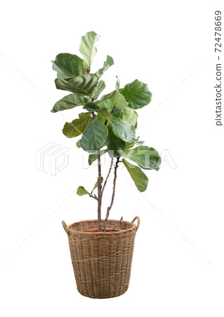 Green leaves of fiddle-leaf fig tree (Ficus lyrata). Fiddle leaf fig tree in wicker basket. 72478669