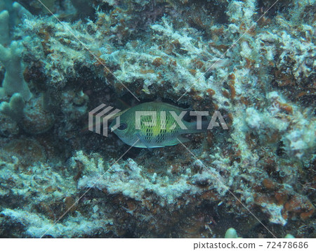 Palau's Kurakao damselfish Palau's Kurakao damselfish 72478686