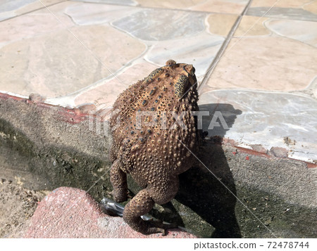 toad climbing on the step of floor. it is a tailless amphibian with a short stout body and short leg 72478744