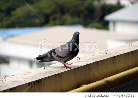 Pigeon perching on the balcony. The bird and shiny green mane standing on the terrace. 72478752