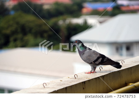Pigeon perching on the balcony. The bird and shiny green mane standing on the terrace. 72478753