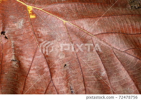 Dark brown and yellow color of dry leaf, Dry leaf of teak tree. Brown color of dry leaf, Dark brown and yellow color of dry leaf, Dry leaf of teak tree. Brown color of dry leaf, 72478756