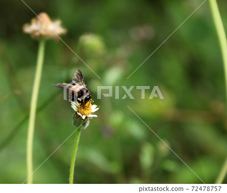 Honey bee perch and eating nectar on the grass flower. 72478757
