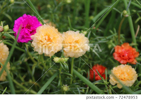 Yellow Verdolaga or Common Purslane or Little Hogweed or Pusley and out focus Dark pink Yellow Verdolaga or Common Purslane or Little Hogweed or Pusley and out focus Dark pink 72478953