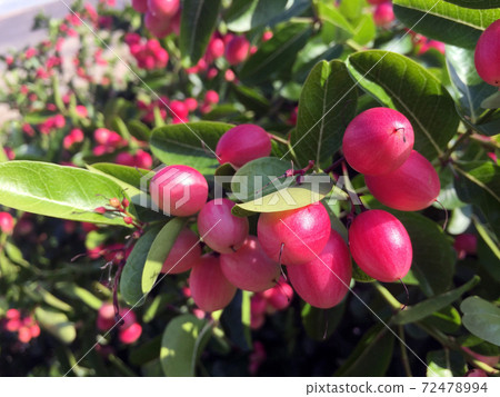 Karonda fruit and green leaf on the tree.Tropical Fruits from Thailand and Southeast Asia. Karonda fruit and green leaf on the tree.Tropical Fruits from Thailand and Southeast Asia. 72478994