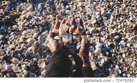 Close-up hands of a girl who collect seashells Close-up hands of a girl who collect seashells 72479291