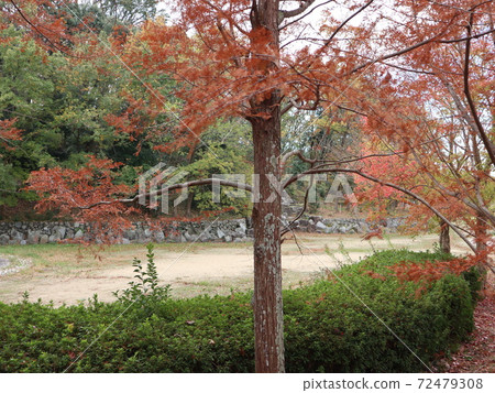 A park 5 minutes from Seishin Chuo Station Seishin Chuo Park Autumn leaves 72479308