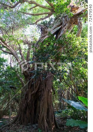 Banyan tree 72479540