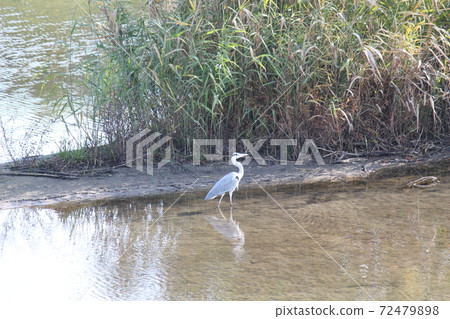 Shirasagi Shirasagi Sagi Sagi 72479898