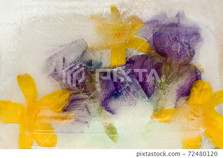 Frozen   flower of  iris 72480120