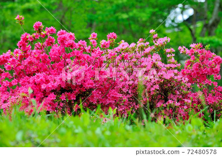 里山的五月的新鮮的綠色和tsutsuji盛開 72480578