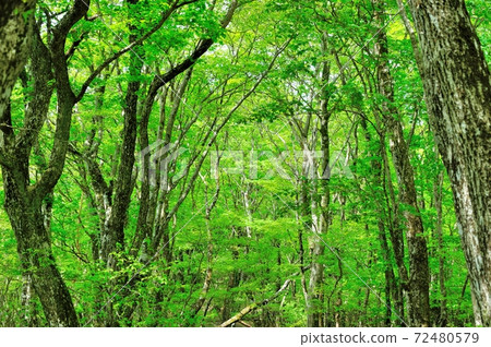 五月的三國山頂附近的水原和山毛櫸的新鮮綠色 72480579